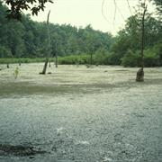 Swamps