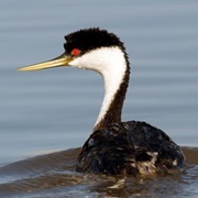 Grebe