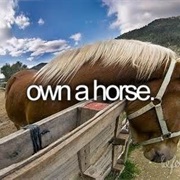 Own a Horse