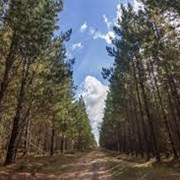 Belanglo State Forest