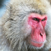 Macaque