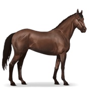 Thoroughbred - Liver Chestnut