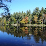 American Legion State Forest, Connecticut