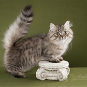 Napoleon Cat