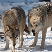 Domogled Valea Cernei NP / Retezat NP, Romania