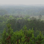 Bienville National Forest