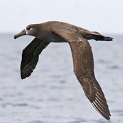 Black-Footed Albatross