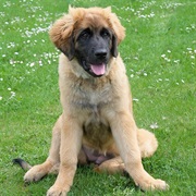 Leonberger