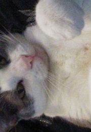 The Tachyon Web (Christopher Pike)