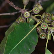 Kirrama National Park (QLD)