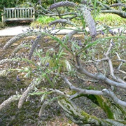 Japanese Wisteria (Wisteria Floribunda)