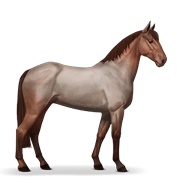 Standardbred - Strawberry Roan