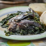 Mozambique Tilapia