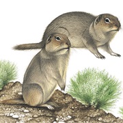 Columbia Plateau Ground Squirrel