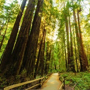 Muir Woods National Monument