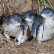 Fairy Penguins