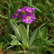 Sutherland Coast & Handa Island, Scotland