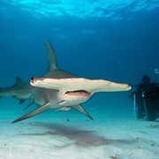 Diving With Hammerhead Sharks, Maldives