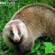 Japanese Badger