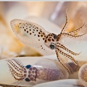 Baby Octopus