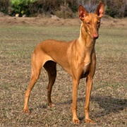 Pharaoh Hound