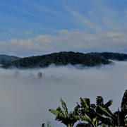Bwindi Impenetrable Forest, Uganda