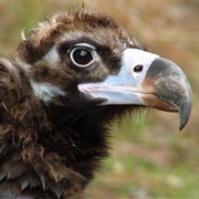 Dadia Forest, Greece