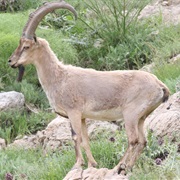 Wild Goat