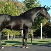 Irish Draft Horse