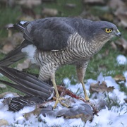 Eurasian Sparrowhawk