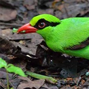 Javan Green Magpie