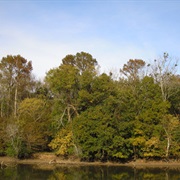 Roanoke River National Wildlife Refuge
