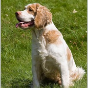 Alpine Spaniel