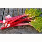 Champagne Rhubarb