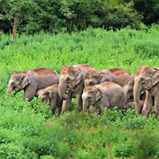 Elephant National Park Thailand