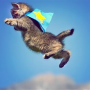 Flying Kitty