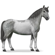 Chincoteague Pony - Dapple Gray Tobiano