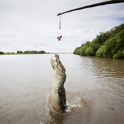 Jumping Crocodile Cruise