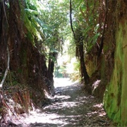 Ngaherenga - Waikato