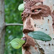 Tree Faces