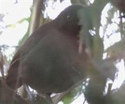 Pale-Billed Antpitta