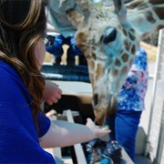 Feed a Giraffe