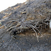 Ellesmere Island Mummified Forest, Nunavut
