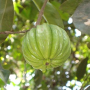 Brindleberry (Garcinia Gummi-Gutta)