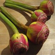 Roman Artichoke