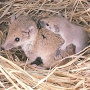 Narrow-Nosed Planigale