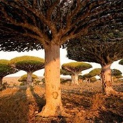 Socotra, Republic of Yemen