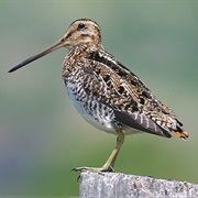 Wilson's Snipe