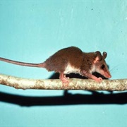 Dusky Slender Opossum
