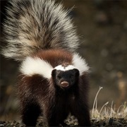 Striped Hog-Nosed Skunk